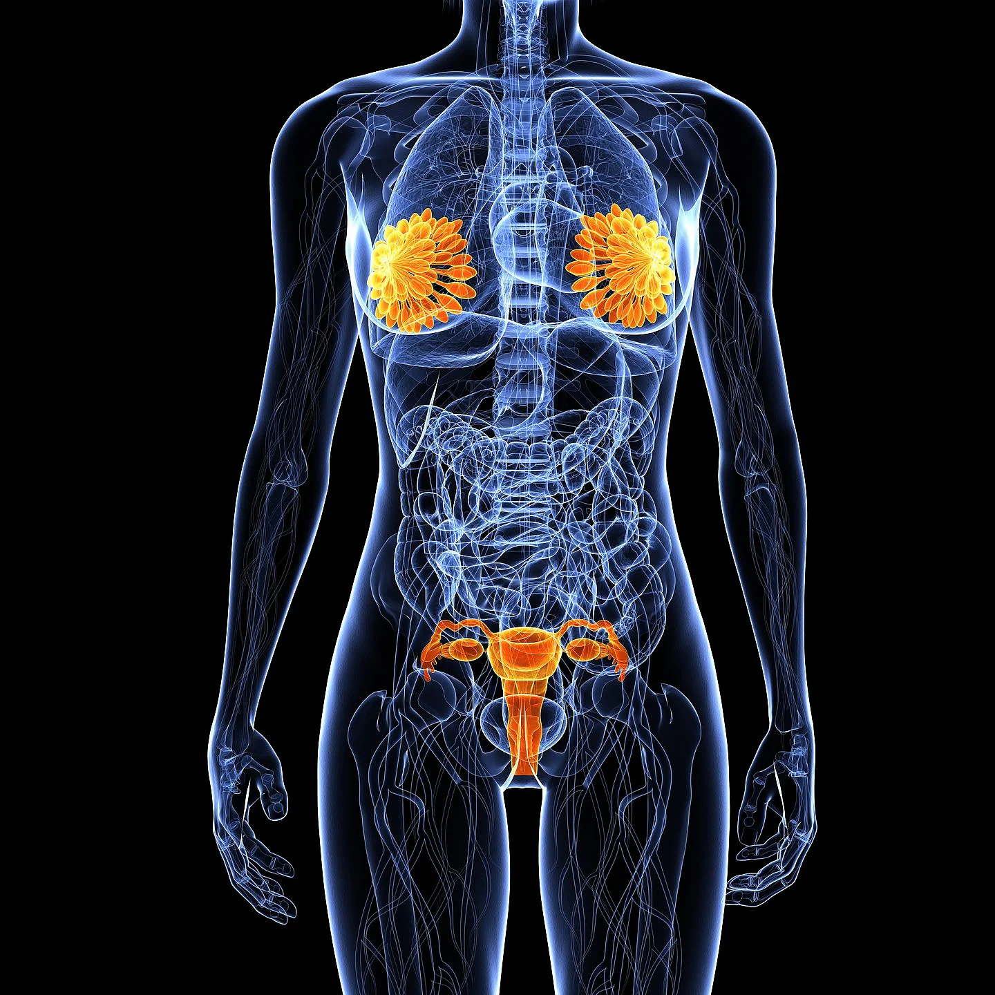 Anatomische 3D-Grafik einer Frau mit markierten Bereichen der Brust und des Unterleibs zur Darstellung gynäkologischer Tumore.