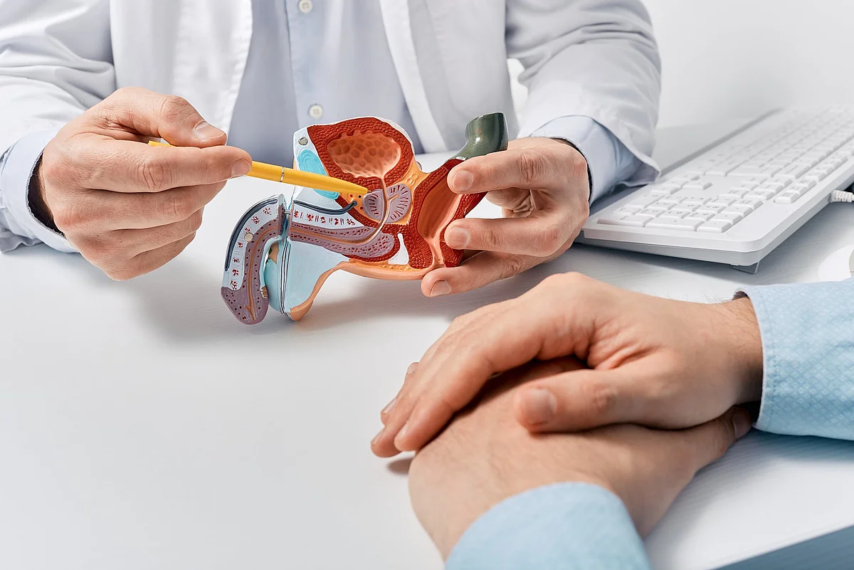 Das Bild zeigt eine ärztliche Beratung mit einem anatomischen Modell der Prostata – vermutlich zur Aufklärung über urologische Themen.